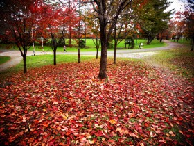 秋の緑ヶ丘公園