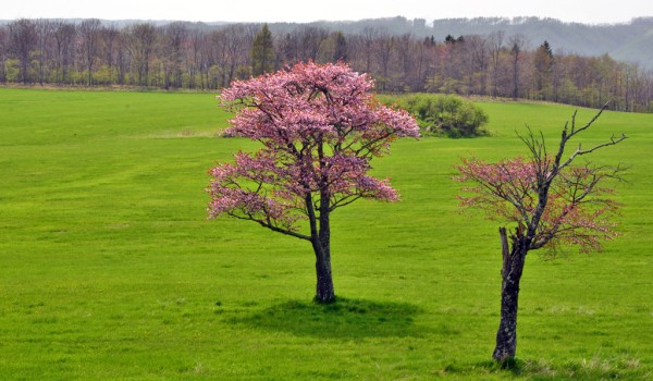 1305鶴居桜040