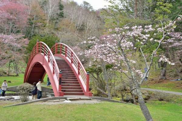 1305厚岸桜まつり012