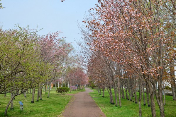 1305柳町公園桜003