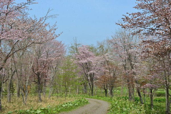 1305鶴居山崎山林桜013