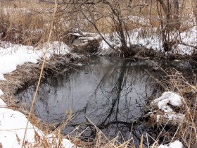 鉱泉が流入して冬もほとんど凍らない沼地